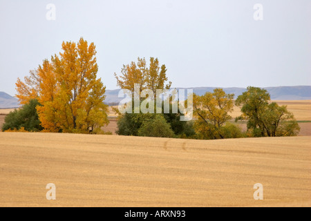 Herbstfarben im Big Muddy Tal im malerischen südlichen Saskatchewan Stockfoto