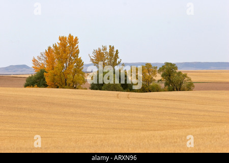 Herbstfarben im Big Muddy Tal im malerischen südlichen Saskatchewan Stockfoto