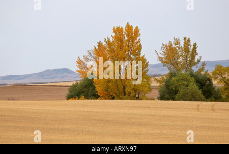 Herbstfarben im Big Muddy Tal im malerischen südlichen Saskatchewan Stockfoto