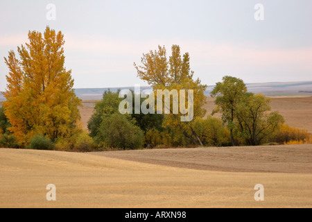 Herbstfarben im Big Muddy Tal im malerischen südlichen Saskatchewan Stockfoto