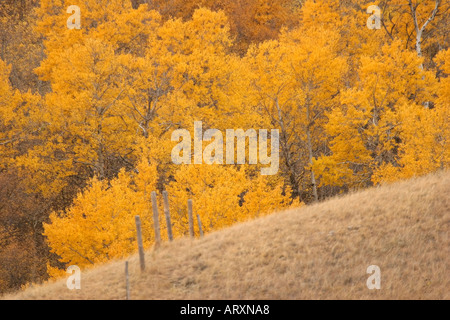 Herbstfarben im Big Muddy Tal im malerischen südlichen Saskatchewan Stockfoto