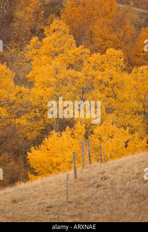 Herbstfarben im Big Muddy Tal im malerischen südlichen Saskatchewan Stockfoto