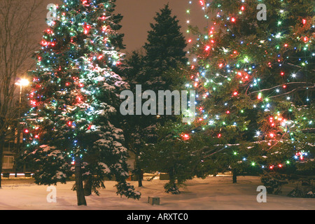 Weihnachtsbeleuchtung auf Bäumen auf den Straßen von Montreal Stockfoto