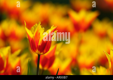 Keukenhof Gärten in der Nähe von Lisse rote und gelbe Tulpen Holland die Niederlande EU Europa Stockfoto