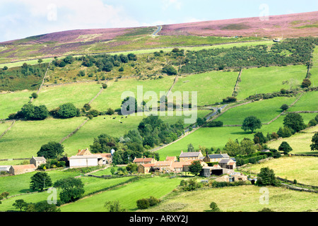 Häuser und Höfe in großen Fryupdale mit Heidekraut auf Glaisdale Rigg. North York Moors National Park, UK Stockfoto