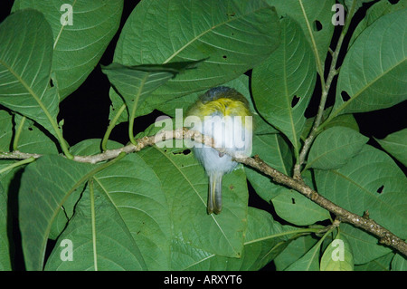 Rufous-browed Peppershrike (Cyclarhis Gujanensis) schlafen in der Nacht, Arima Valley, TRINIDAD Stockfoto