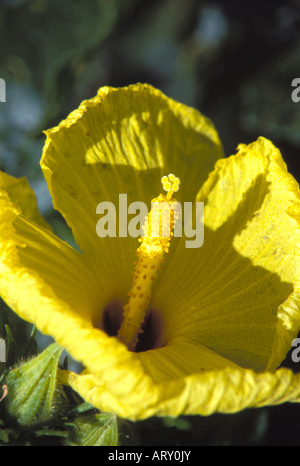 Zustandblume Hawaiis, die native gelbe Hibiskus, eine seltenen und gefährdeten Arten Stockfoto