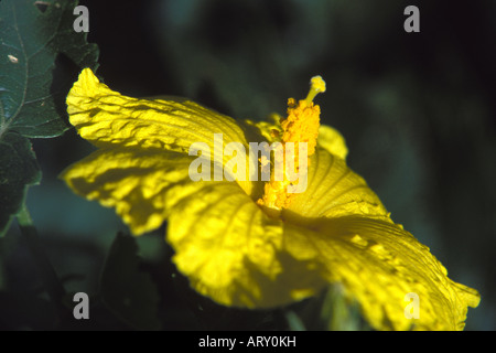 Zustandblume Hawaiis, die native gelbe Hibiskus, eine seltenen und gefährdeten Arten Stockfoto