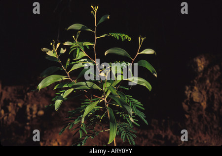 Juvenile Koa zeigt seine zusammengesetzte Blätter typisch für Sämlinge und Phylodes (verdickte Blattstiele) typisch für Erwachsenen Bäumen. Acacia Stockfoto