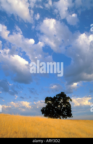 Ein einsamer Eiche Baum unter Wolken auf den Tafelberg in Nordkalifornien Stockfoto