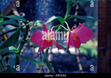 Vanda Orchideen Pflanzen mit drei rosa Blüten Stockfoto
