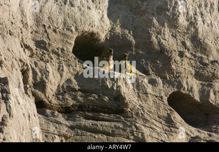 Papageien (Cyanoliseus s. Patagonus) Graben entspannen Erwachsene paar in der Sonne am Fuchsbau Eingang, El Condor, Argentinien Stockfoto