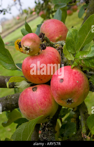 Äpfel wachsen auf dem Zweig des Apfelbaums Stockfoto