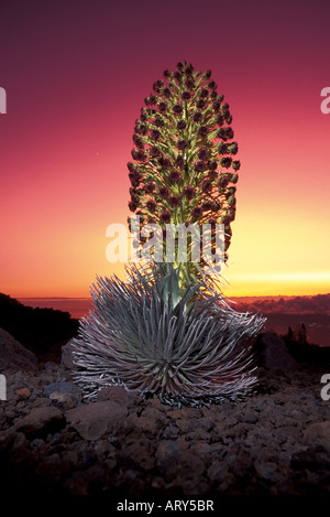 Silversword in voller Blüte am Haleakala Krater, Maui.  Die Asche von Pina Tubo Ausbruch machte für einige spektakuläre Sonnenuntergänge und Stockfoto