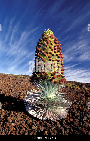 Silversword in voller Blüte im Haleakala Craterr, Maui. Stockfoto