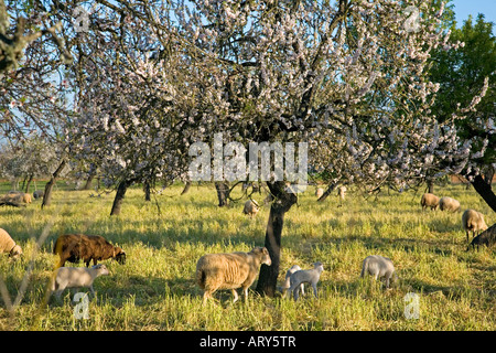 Schafe und Mandel Baum in voller Blüte. In der Nähe von Binissalem Dorf. Insel Mallorca. Spanien Stockfoto