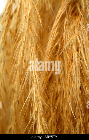 GETROCKNETE BLUMEN QUASTEN NAHAUFNAHME MISCANTHUS NEPALENSIS Stockfoto