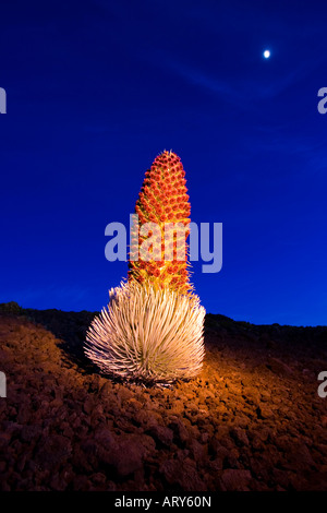 Nachtansicht einer Silversword Blüte mit einem Vollmond am Haleakala Krater, Maui. Stockfoto