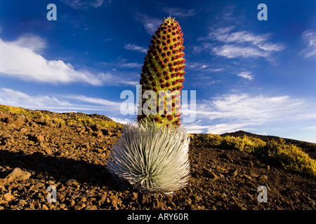 Ein Silversword in voller Blüte wächst in der Nähe von Peak Haleakala Krater, Maui. Stockfoto