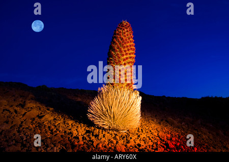 Nachtansicht einer Silversword Blüte mit einem Vollmond am Haleakala Krater, Maui. Stockfoto