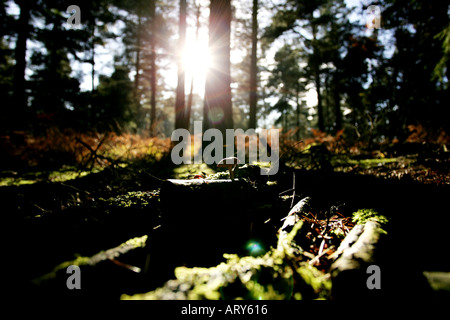 Pilze wachsen auf dem Boden des New forest Stockfoto