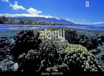 Oben und unten Ansicht von Korallen und den West Maui Bergen in Lahaina, Maui. Stockfoto