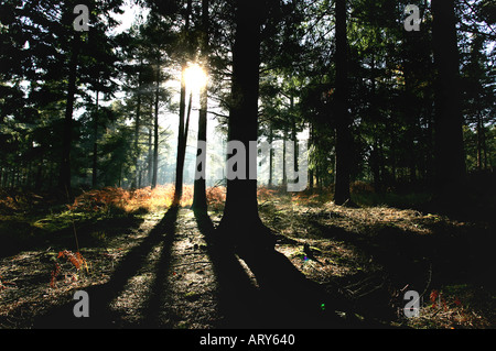 am frühen Morgensonne Schatten der Bäume im Wald von New Hampshire england Stockfoto