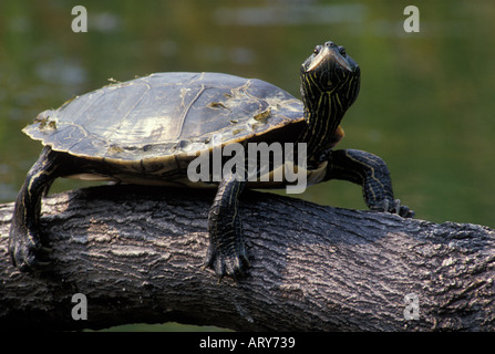 Gemalte Schildkröte sonnen sich auf einem Baumstamm Stockfoto