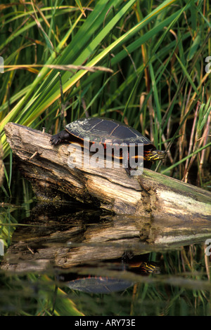 Gemalte Schildkröten sonnen sich auf einem Baumstamm Stockfoto