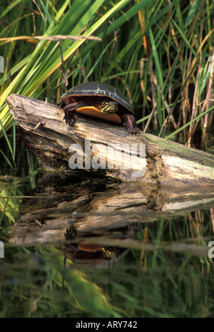 Gemalte Schildkröten sonnen sich auf einem Baumstamm Stockfoto