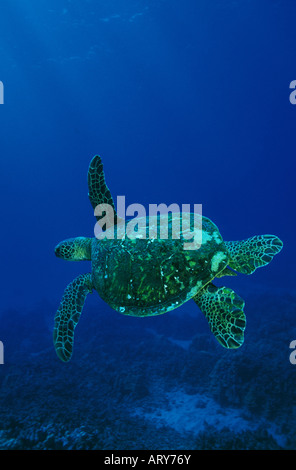 Grüne Meeresschildkröten, auch bekannt als Honus schwimmen in allen hawaiianischen Gewässern. Stockfoto