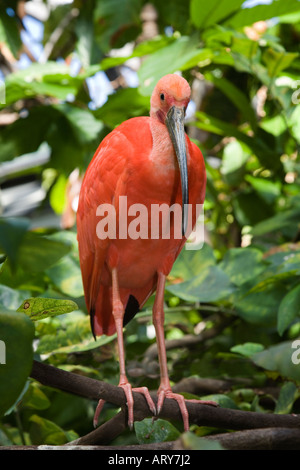Scarlet Ibis Eudocimus Ruber in Baum native Südamerika Stockfoto