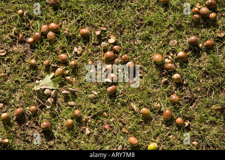 Hutmuttern aus Pedunculate oder englischer Eiche Quercus Robur gefallenen auf Erden Wales UK Stockfoto