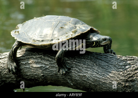 Gemalte Schildkröte sonnen sich auf einem Baumstamm Stockfoto