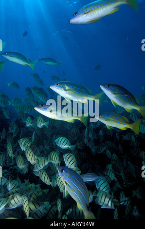 Bluestripe Snapper und den Schulbesuch zu überführen Tang sind gemeinsame Sehenswürdigkeiten auf Hawaii Korallenriffe. Dieses Foto im Hanauma Bay. Stockfoto