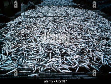 Fisch auf trocknen Zahnstangen Chembe Dorf in der Nähe von Cape McClear Lake Malawi Stockfoto