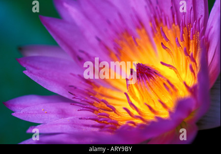Die schöne Blume eine Seerose. Stockfoto