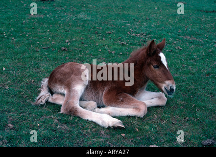 Welsh Cob Fohlen Worcester UK Stockfoto