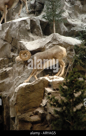 Nordamerikanische Dickhornschafe oder Wüste Schafe. Gefunden von Kalifornien nach Kanada. Stockfoto