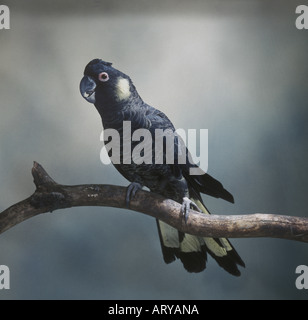 Gelb-tailed black Cockatoo Calyptorhynchus funereus Stockfoto