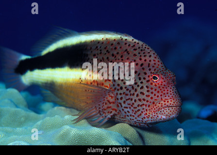 Ein Blackside Hawkfish (Paracirrhites Forsteri) thront auf Lappen Coral. Hawaiian Name ist Pilikoa. Stockfoto