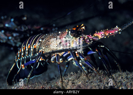 Languste (Panulirus Marginatus) gebändert. Nur in hawaiianischen Gewässern gefunden. Hawaiianische Namen ist Ula. Diese Art ist in hohem Grade gesucht Stockfoto