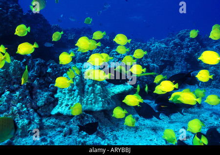 Bunte fällt gelb Tang (Zebrasoma Flavescens) leicht der Schnorchler und Taucher. Hawaiianische Namen ist Lau ipala Stockfoto