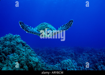 Die vom Aussterben bedrohten grünen Meeresschildkröte (Chelonia Mydas) ist ein allgemeiner Anblick auf Hawaii'a Korallenriffe. Hawaiianische Namen ist Honu. Stockfoto