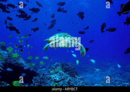 Die vom Aussterben bedrohten grünen Meeresschildkröte (Chelonia Mydas) ist ein allgemeiner Anblick auf Hawaiis Korallenriffe. Hawaiian Name ist (Honu). Stockfoto