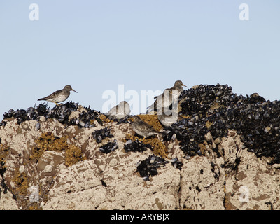 Herde von lila Strandläufer Calidris Maritima, ruht auf einem Bett aus Muscheln. Eine mittlere waten Vogel. Stockfoto