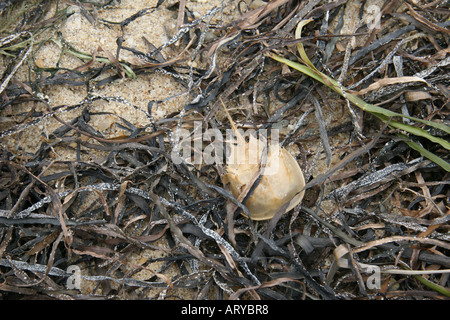 Seetang mit juveniler Horseshoe Crab verschütten Haut am Strand in Monomoy National Wildlife Refuge, Morris Island, Chatham, MA, USA. Stockfoto