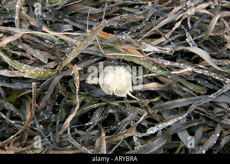 Seetang mit juveniler Horseshoe Crab verschütten Haut am Strand in Monomoy National Wildlife Refuge, Morris Island, Chatham, MA, USA. Stockfoto