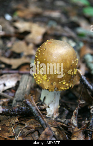 Pilz auf Waldboden mit verfallenden verlässt und klebt. Stockfoto