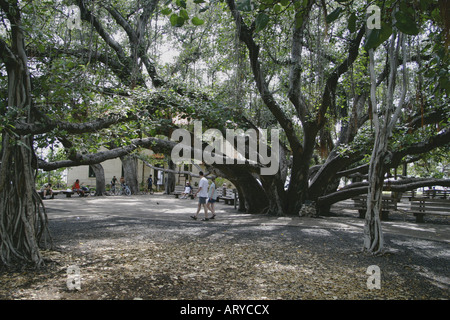 weltweit größte Banyan-Baum im Banyan Tree Park entlang der Front Street im historischen Lahaina ist über fünfzig Fuß hoch und Stockfoto